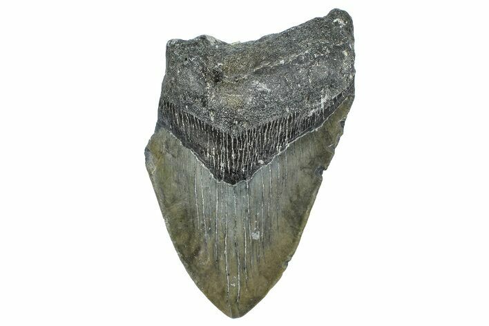 Partial, Fossil Megalodon Tooth - North Carolina #363760
